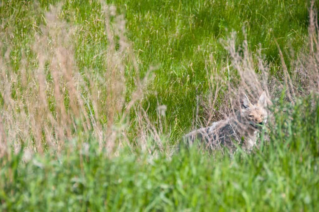 Yellowstone Coyote in Hiding