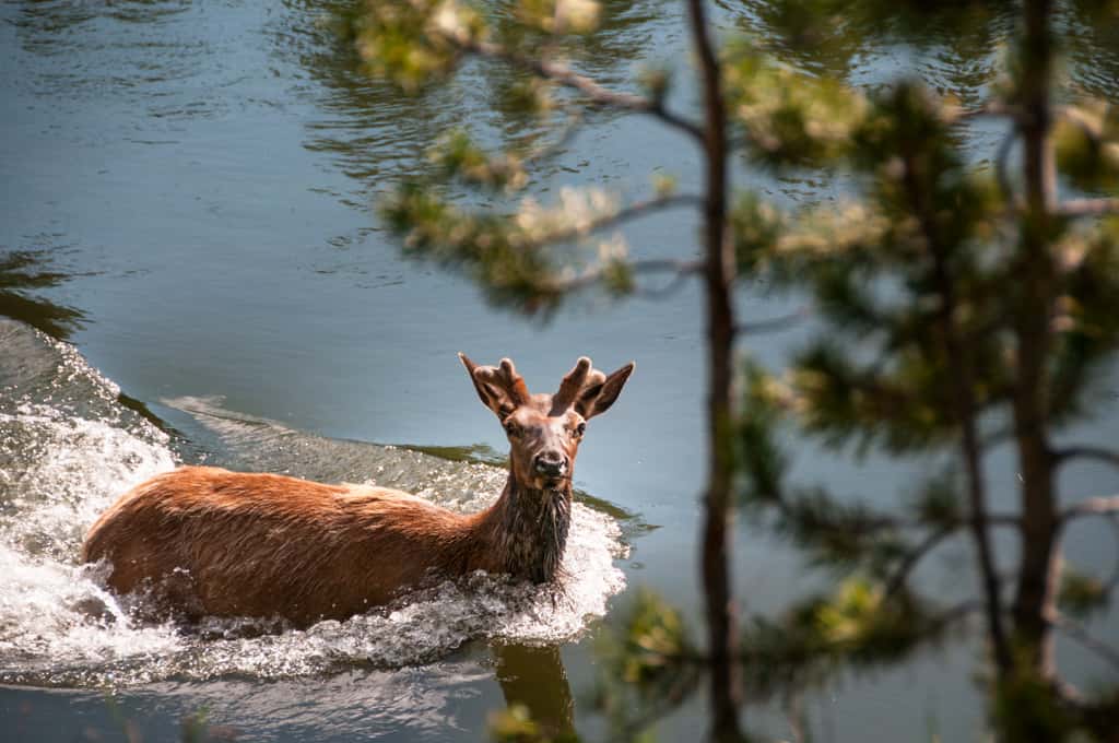 Yellowstone Elk in the River