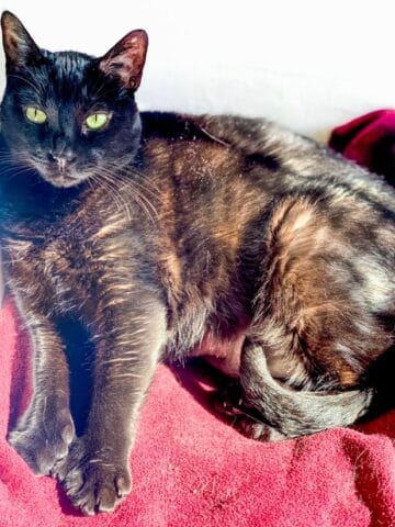Calypso Black Polydactyl Cat Sun Bathing on red blanket