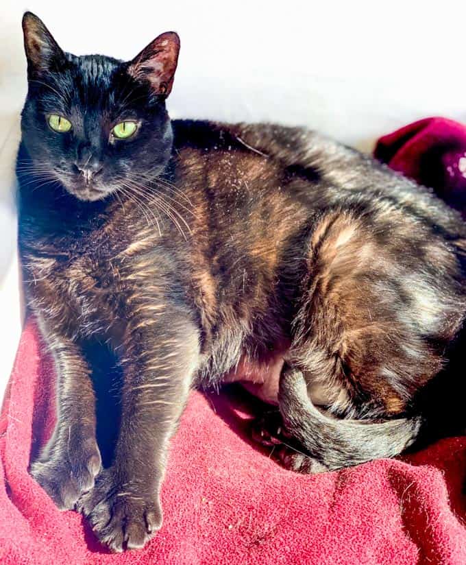 Calypso Black Polydactyl Cat Sun Bathing on red blanket