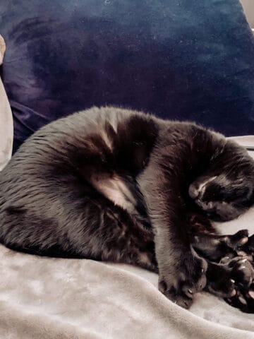 Staycation - Black polydactyl cat sleeping on gray blanket
